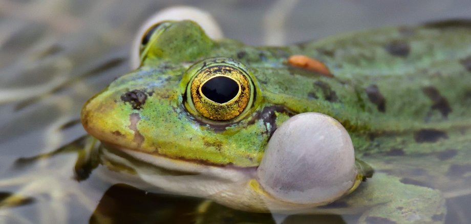 Ein grüner Teichfrosch beim Quaken