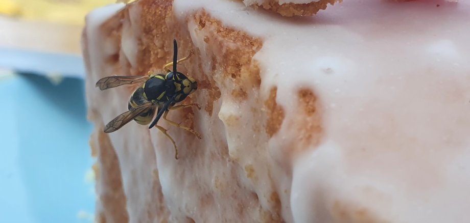 Eine Wespe sitzt auf einem Stück Kuchen mit Zuckerguss.